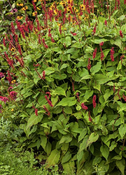 Bistorta amplexicaulis 'J.S. Caliente' Verikonnantatar